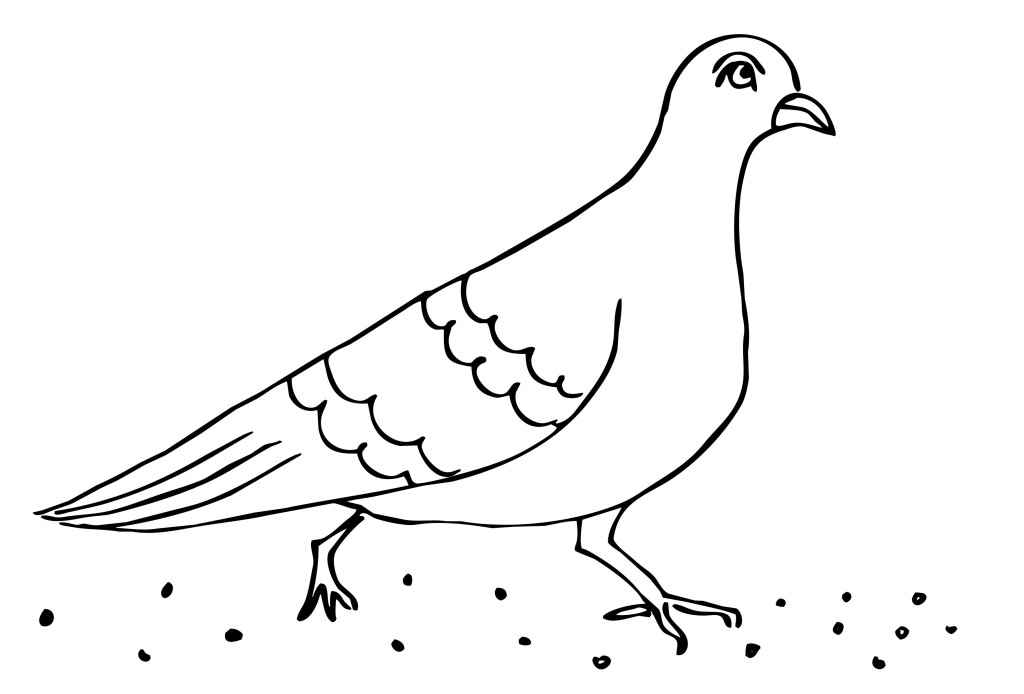 раскраска птица голубь