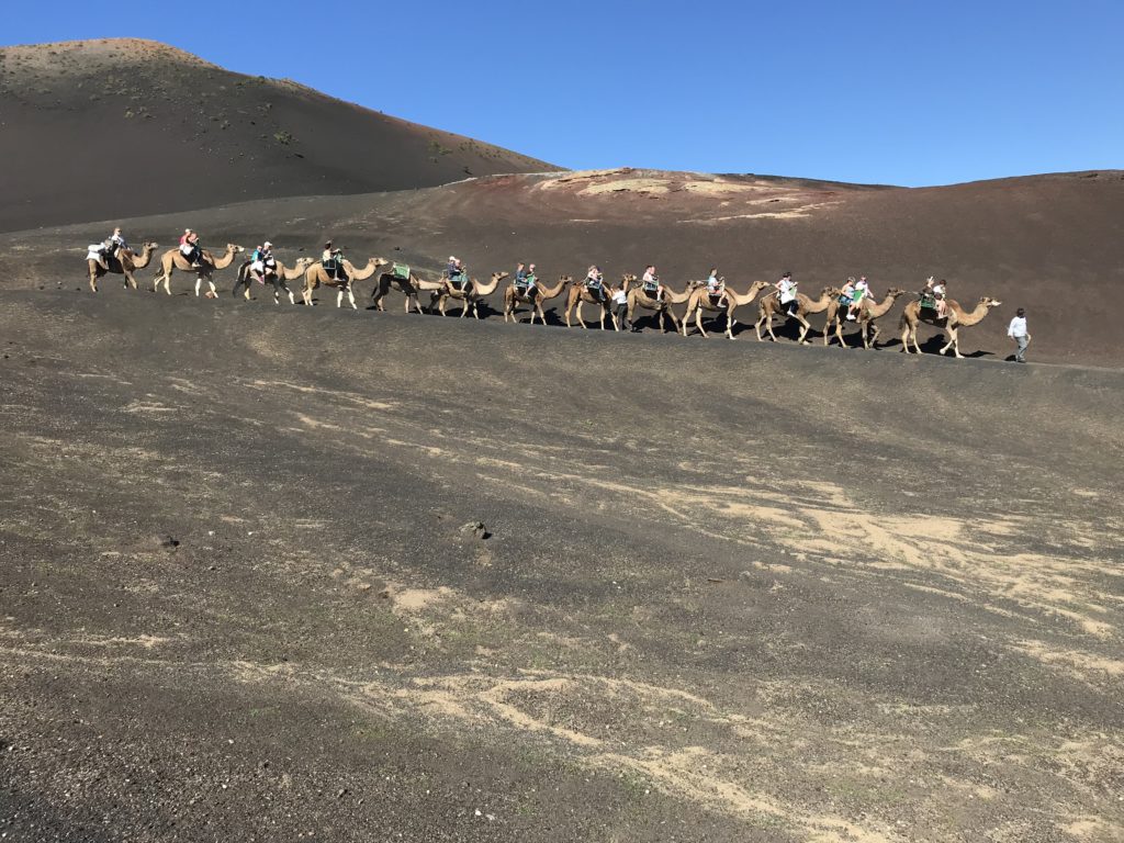 camel rides lanzarote