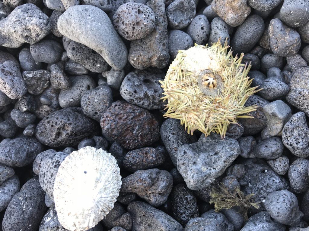 морские камни