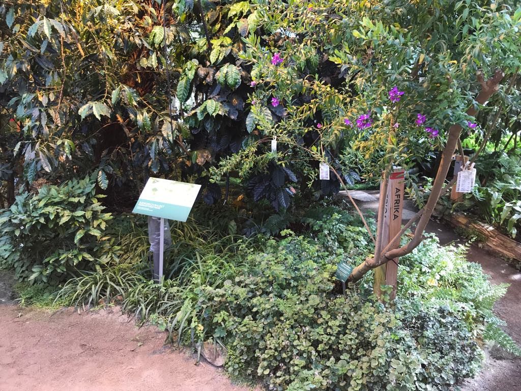 ботанический сад орхус
